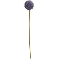 Bloem Allium Paars